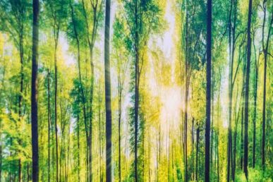Keilrahmenbild Wald